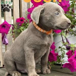 Josh, Silver Labrador Retriever Puppy